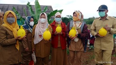 Panen Melon urban farming di Sitandu 18 Januari 2021